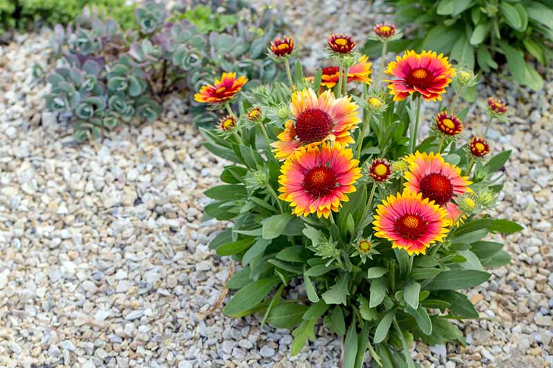 How to Grow Gaillardia (Blanket Flower) Gardener’s Path