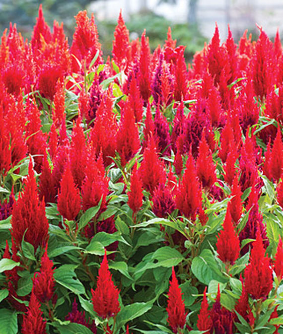 Close up of Celosia, Arrabona Red.