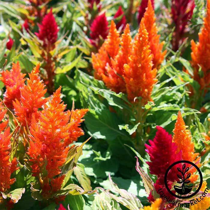 Red fresh look plumed celosia flowers in bloom.