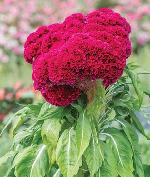 .Close up of Celosia, Red Velvet Cake.
