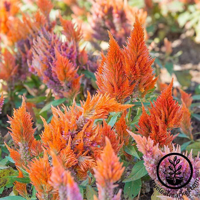 Close up of Celosia Seeds - Plumed - Fresh Look Series.