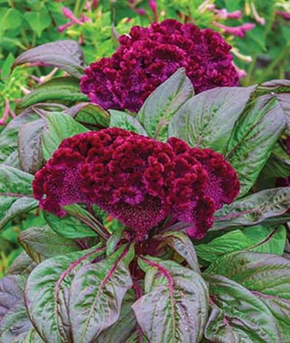 Close up of Gypsy Queen Celosia cristata.