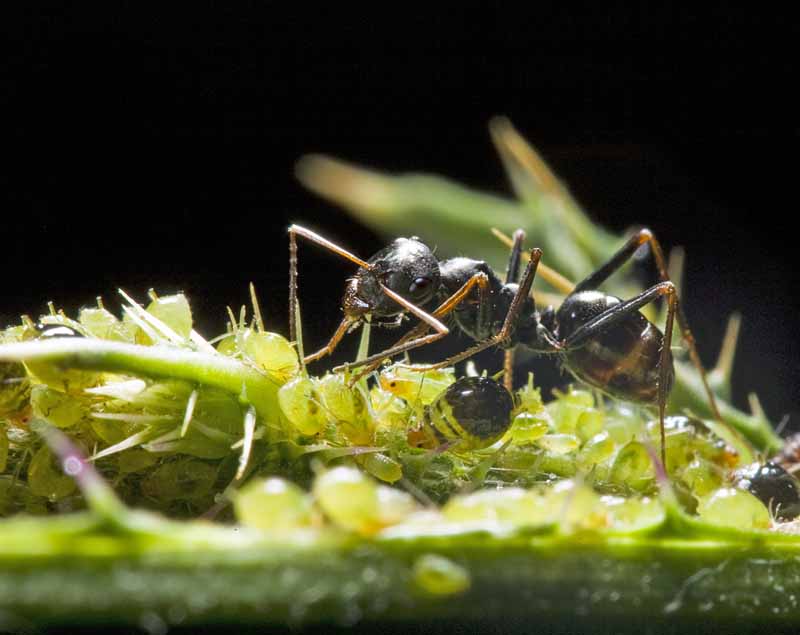 A big headed ant collects honeydew from aphids. Macro shot.