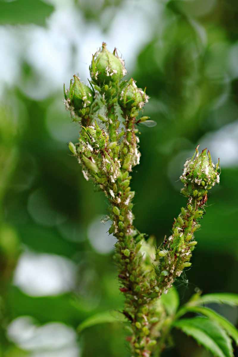 A colony of aphids decimates the leaves of a rose bush.