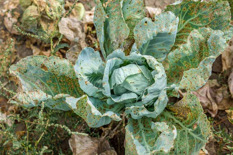 Close up of an aphid damaged head of cabbage growing in a veggie garden.