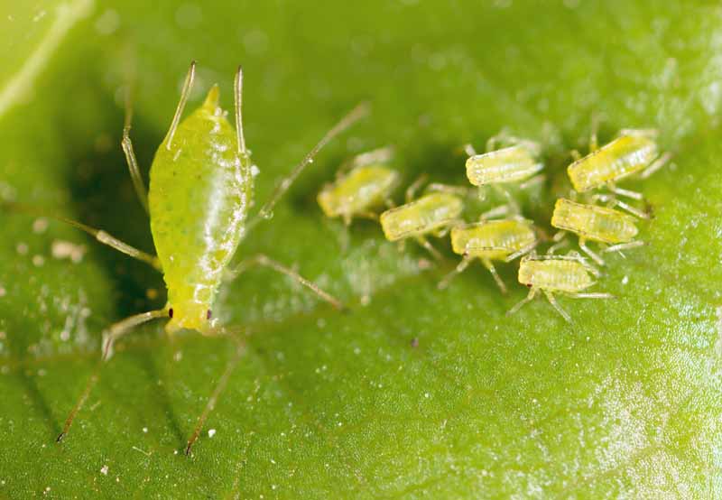 A female green aphid with young larvae on a green leaf.