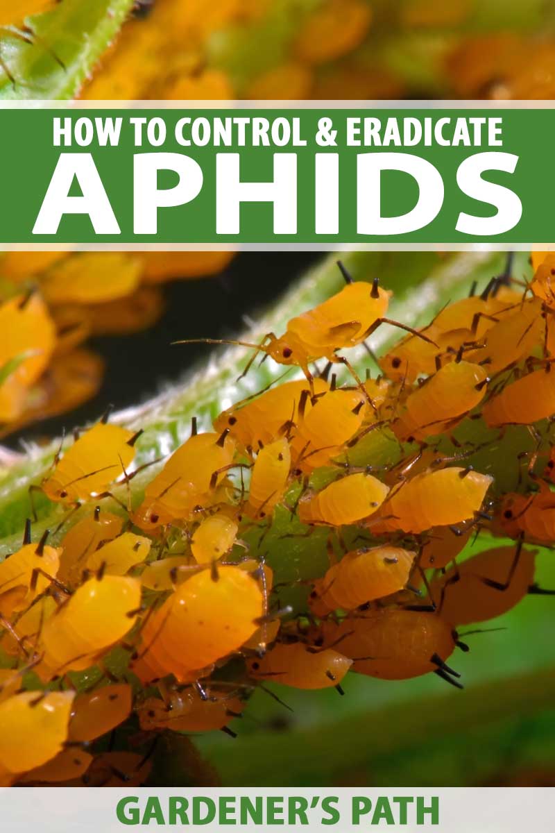 A close up of a colony of orange aphids.