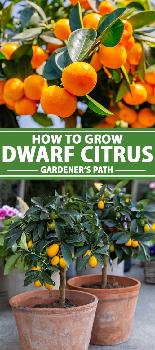 How to Grow Dwarf Citrus Trees Gardener’s Path
