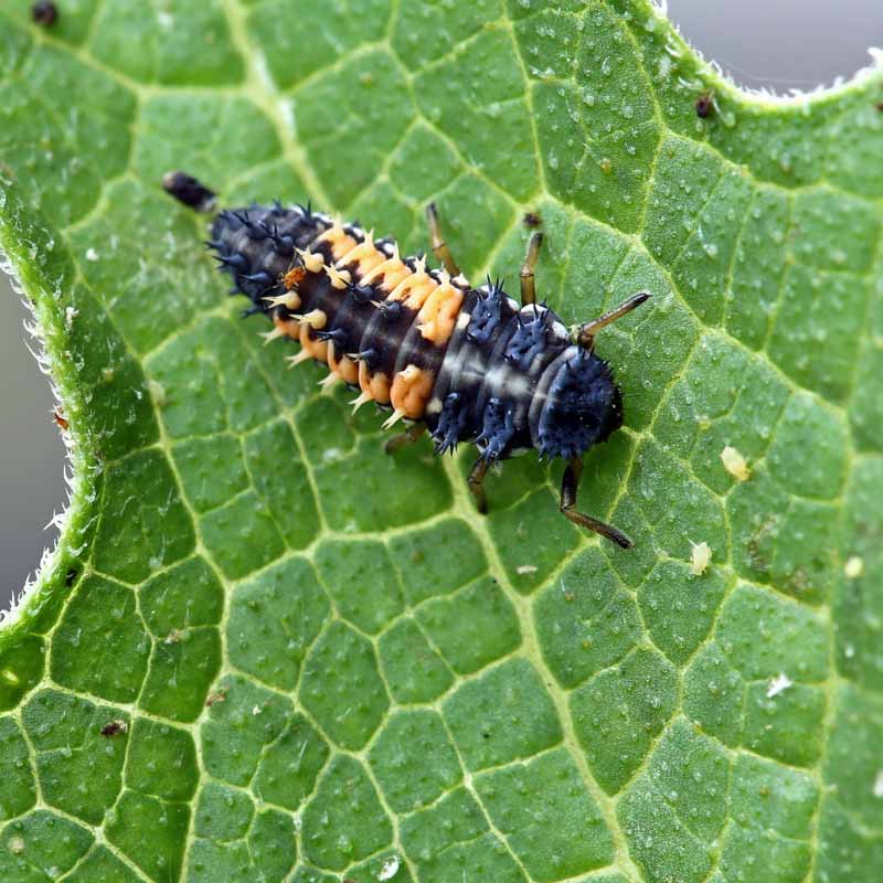 Close up of a ladybug larvae feeding on aphids.