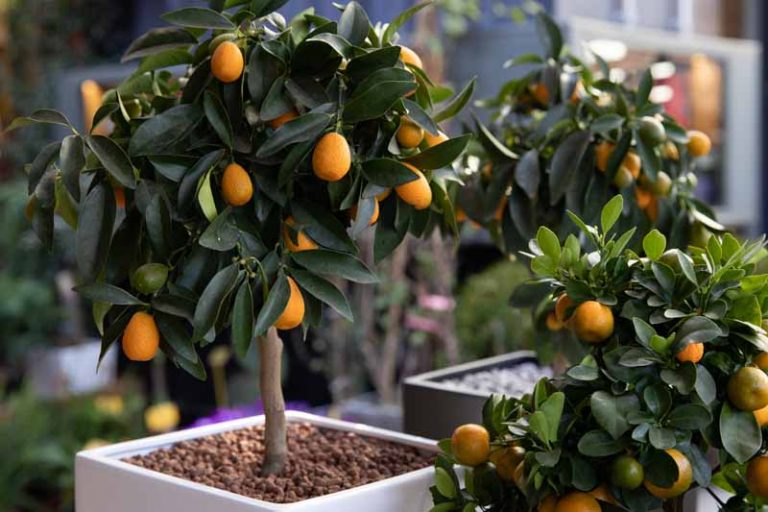 How to Grow Dwarf Citrus Trees Gardener’s Path