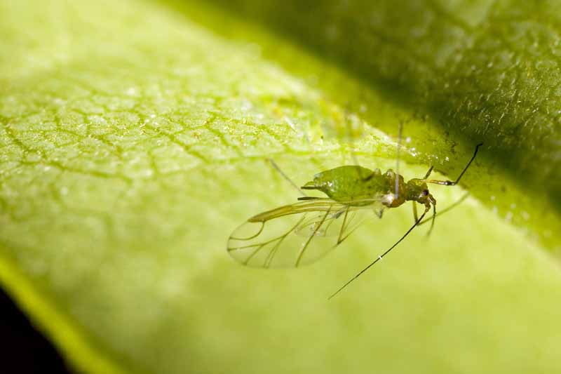 A winged female aphid perches on a green leaf.