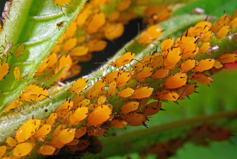 Close up of an infestation of yellow aphids on leafy greens.