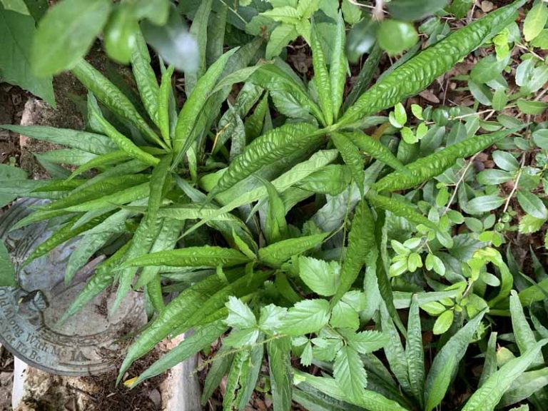 How to Grow and Care for Mexican Petunias (Ruellia Simplex)
