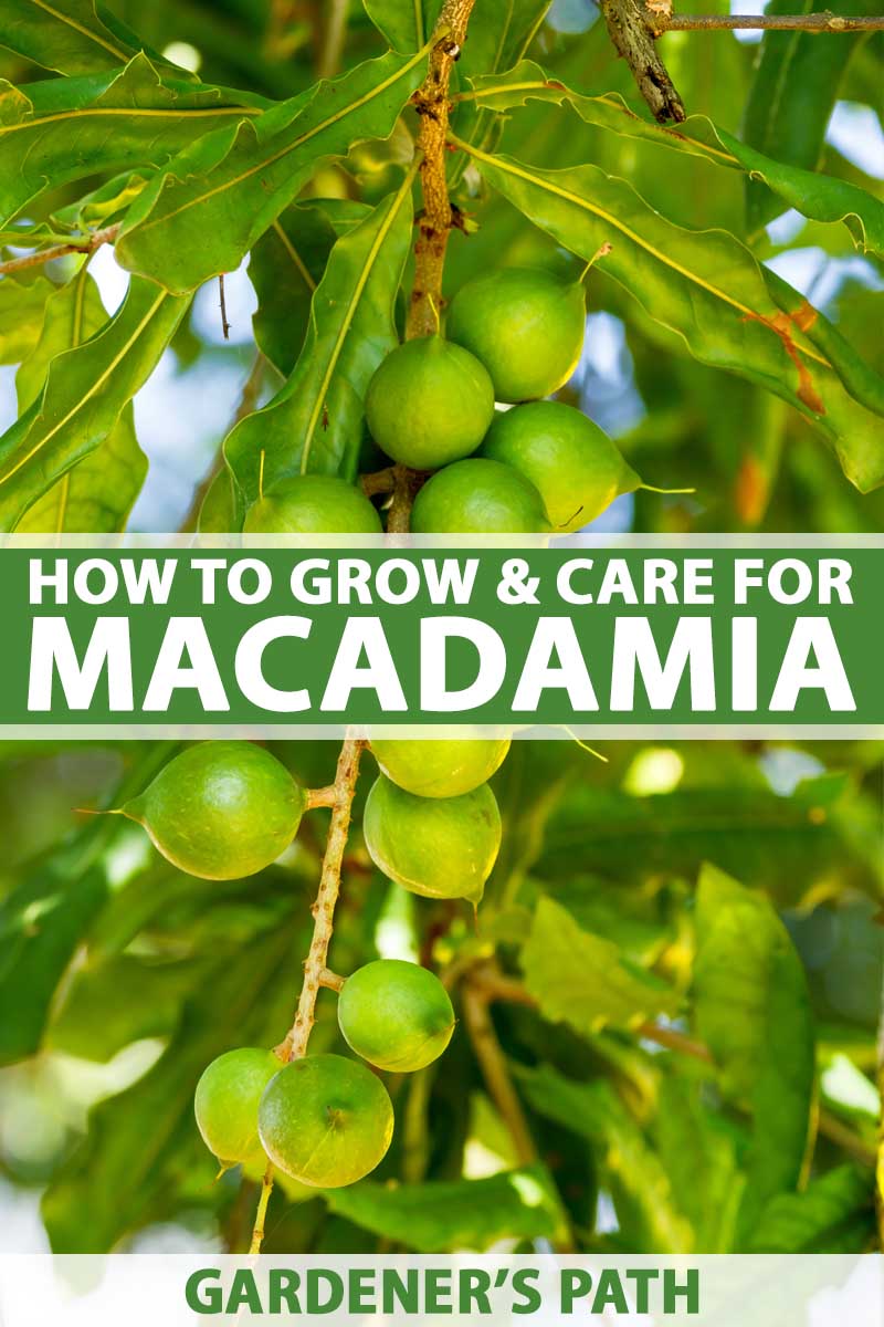 How to Grow and Care for a Macadamia Nut Tree Gardener's Path