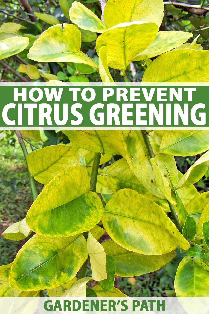 How to Identify & Prevent Citrus Greening (HLB) Gardener’s Path