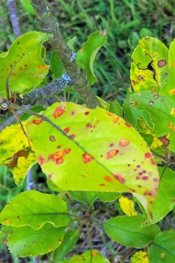 How to Identify, Prevent, and Control Cedar Apple Rust