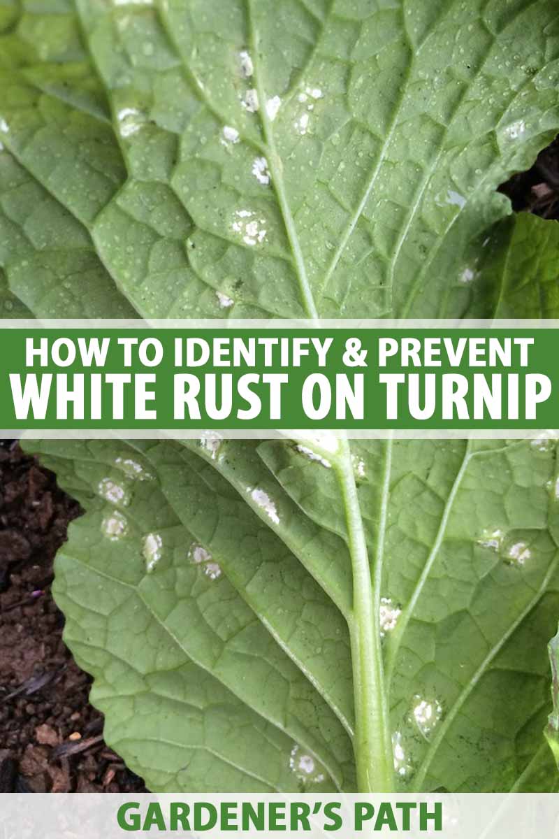 Close up of a leaf of a turn up showing signs of s white rust infection.