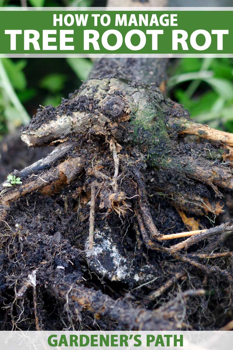 How to Manage Root Rot in Fruit, Nut, and Landscape Trees