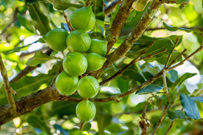 When and How to Harvest Macadamia Nuts Gardener's Path