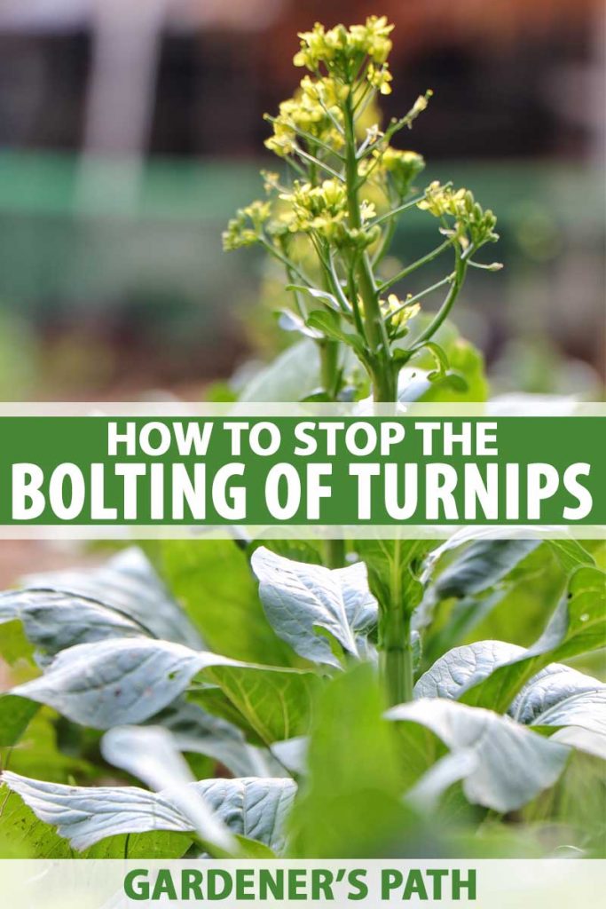 A turnip plant in a veggie garden with a small root that&rsquo;s trying to bolt and go to seed.