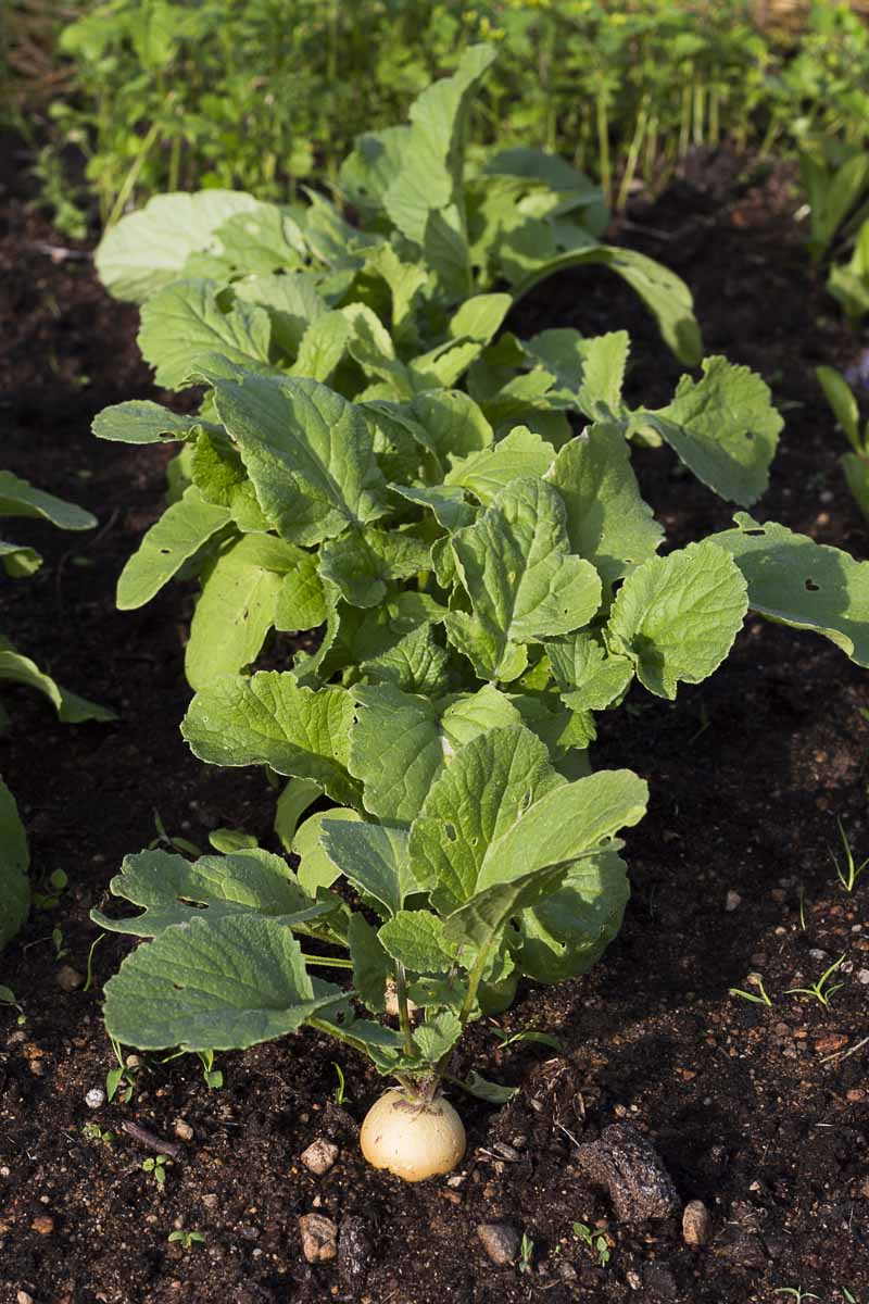 A small turnip with mature leaves.