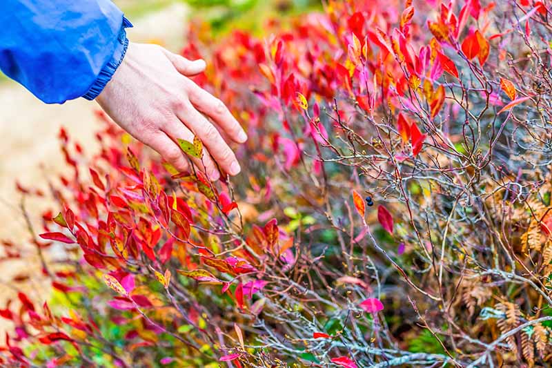 A man’s hand reaches from the left of the frame to touch the bright red and yellow autumn leaves of a blueberry bush, the colors contrasting with the brown and green stems.
