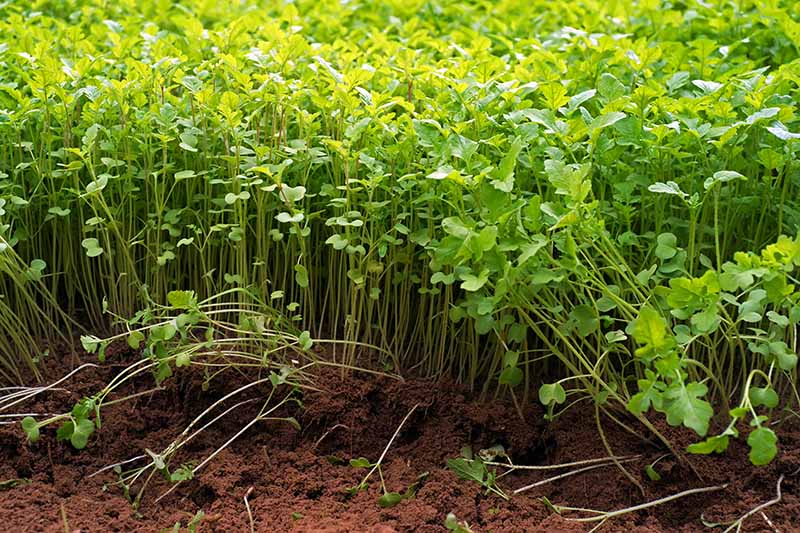 A close up of a bright green cover crop, planted in freshly tilled soil, which can be seen at the bottom of the frame.