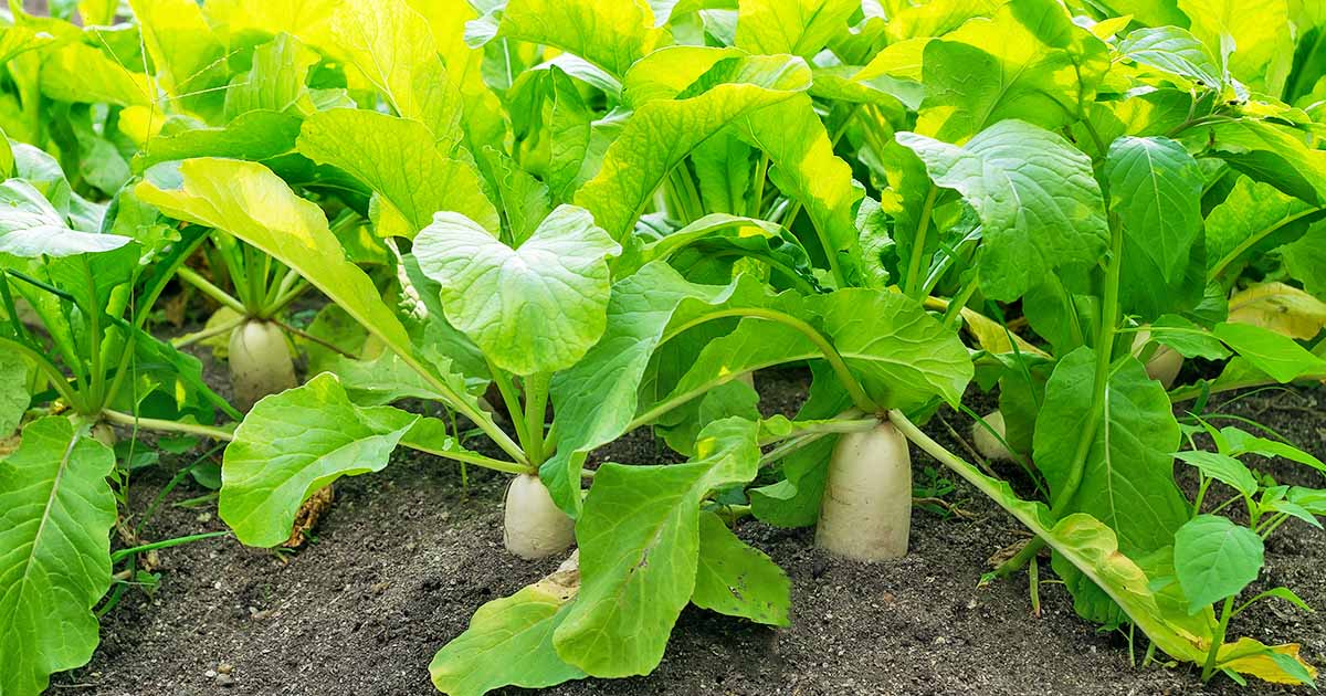 How to Plant and Grow Daikon Add Some Zing to Your Garden