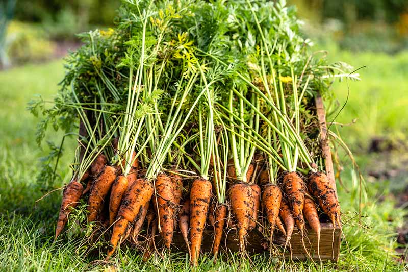 A close up of freshly harvested carrots, with their green tops still on, in a wooden box, with soft focus grass in the background, in light sunshine.