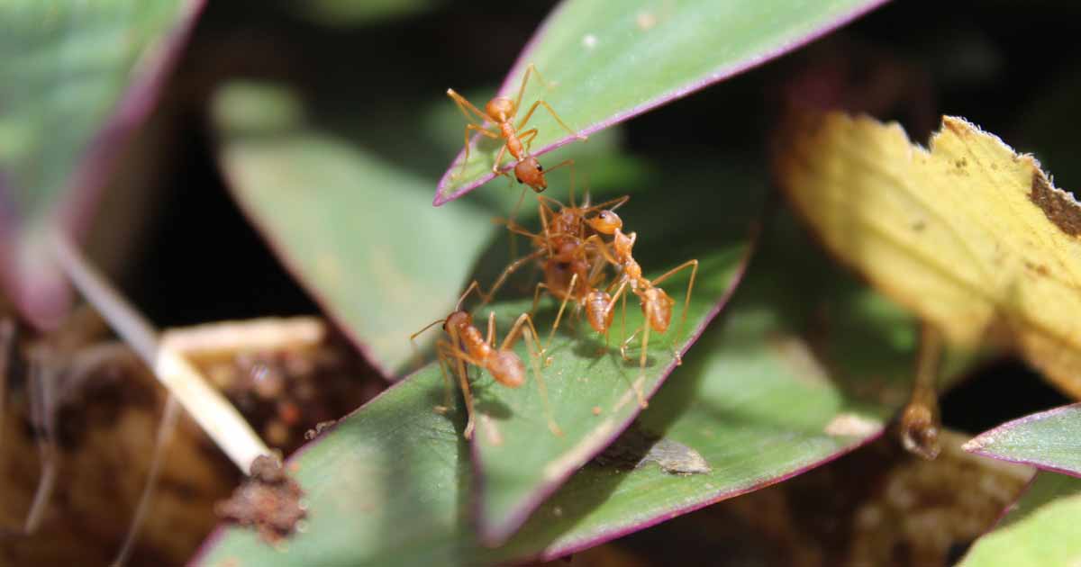 How to Control Citronella Ant Swarms Gardener's Path