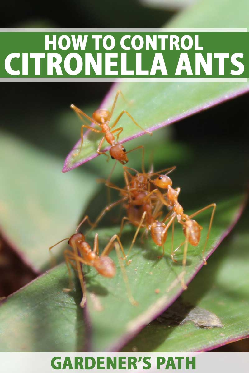 How to Control Citronella Ant Swarms Gardener's Path