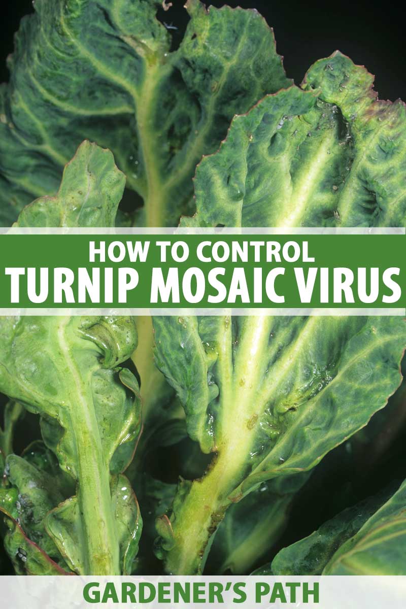 Cabbage leaves infected by turnip mosaic virus.