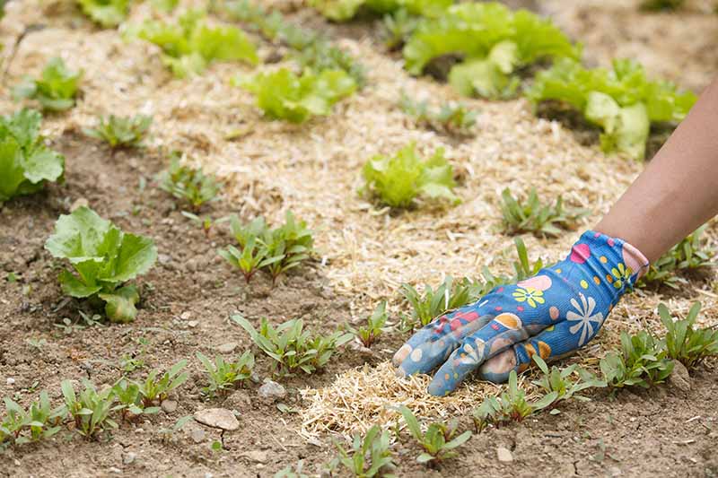 A gloved hand from the right of the frame is shown spreading finely chopped straw around seedlings. A soft focus background of lettuce seedlings neatly surrounded by straw.