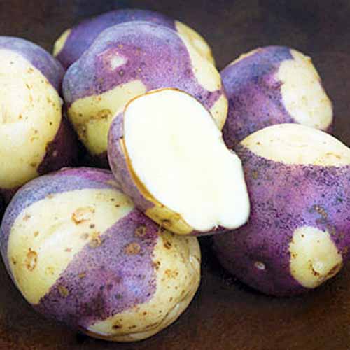 Close up of bi-colored purple and white &lsquo;Masquerade&rsquo; potatoes. Six whole, and one cut in half showing white interior.