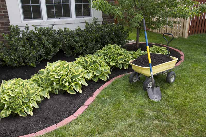 Outside a white framed window is a neat planting bed, with green bushes, surrounded by dark compost, with a brick boundary, lawn to the front and right of the image and a yellow wheelbarrow full of compost, and a spade propped up against it.