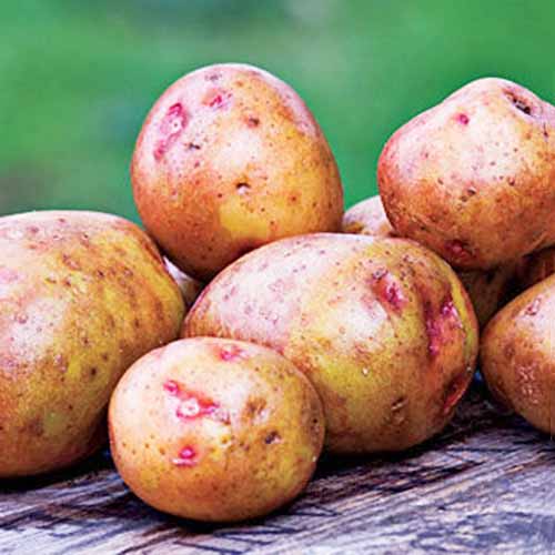 Wooden surface with close up of &lsquo;Red Gold&rsquo; potatoes showing red coloring on an otherwise brown skin.