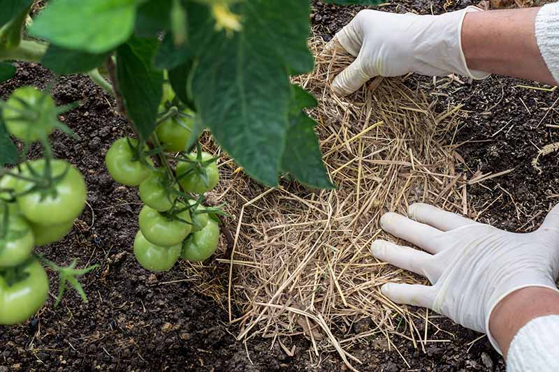 Two hands wearing white latex gloves, on the right of the frame are spreading straw over compost. To the left of the frame is a tomato plant, laden with unripe, green fruit.