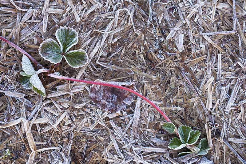 A strawberry plant, runner and leaves covered in a light frost, with straw mulch in the background, also covered in frost.