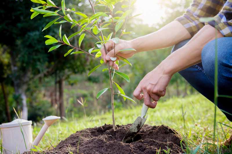 Your Fall Tree Planting Guide Gardener's Path