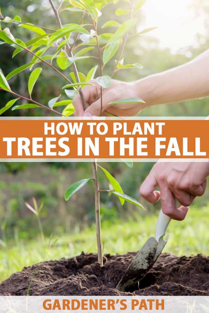 Close up of a a pair of human hands planting a young tree in the early fall.