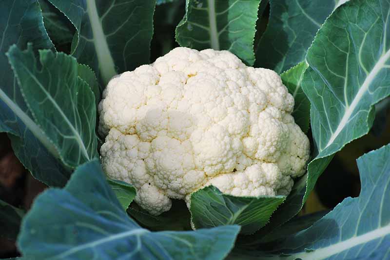 9 Cauliflower Head Disorders and How to Avoid Them Gardener's Path