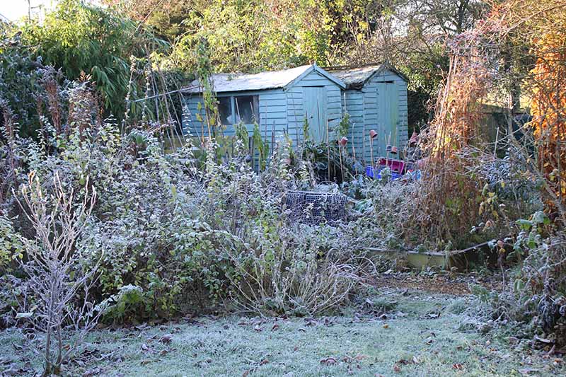 A garden in fall sunshine with a light frost on the ground. In the background are two pale green wooden sheds, surrounded by vegetation. In the foreground is a lawn with fallen leaves.