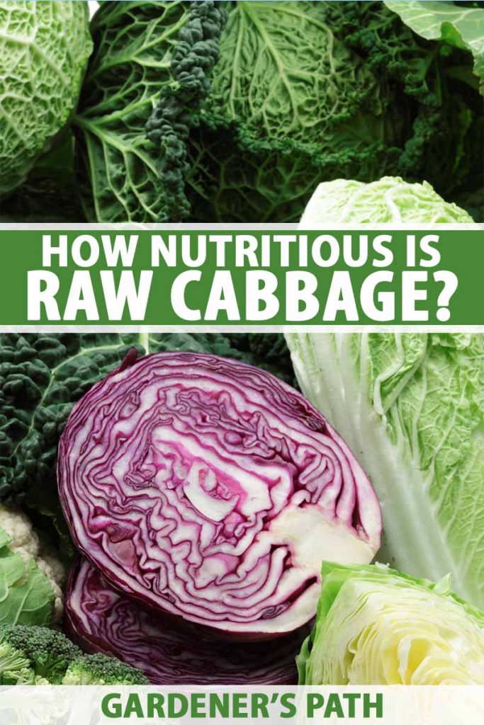How Nutritious Is Raw Cabbage? Gardener’s Path