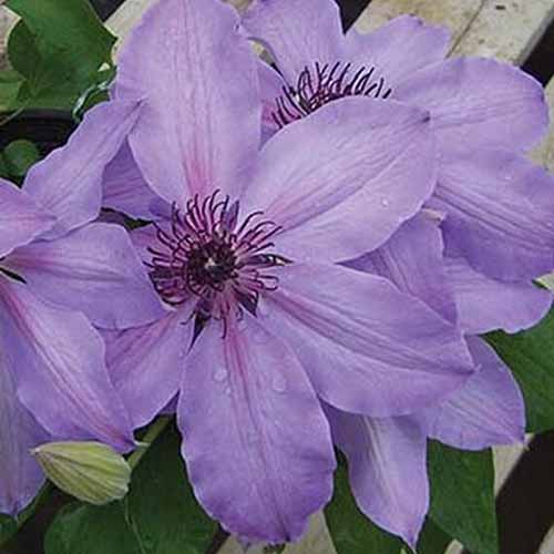 The 27 Best Cold Hardy Clematis Varieties Gardener S Path gardenerpath