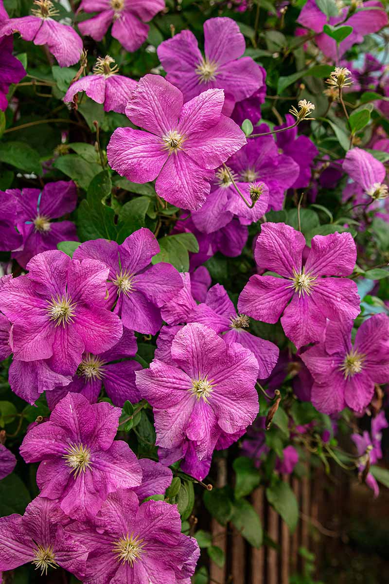 The 27 Best Cold Hardy Clematis Varieties Gardener S Path gardenerpath