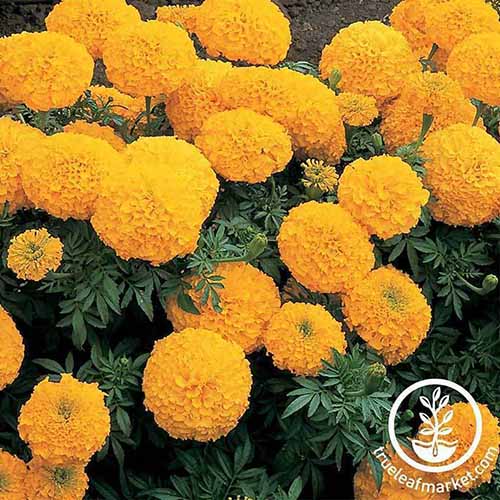 A close up of a marigold plant with bright yellow pom-pom flowers contrasting with the dark green leaves.