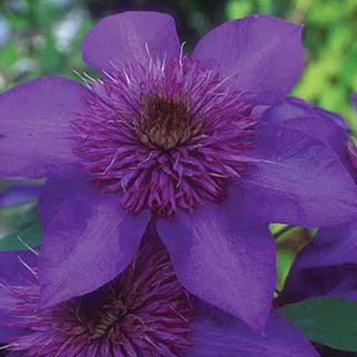 The 27 Best Cold Hardy Clematis Varieties Gardener S Path gardenerpath