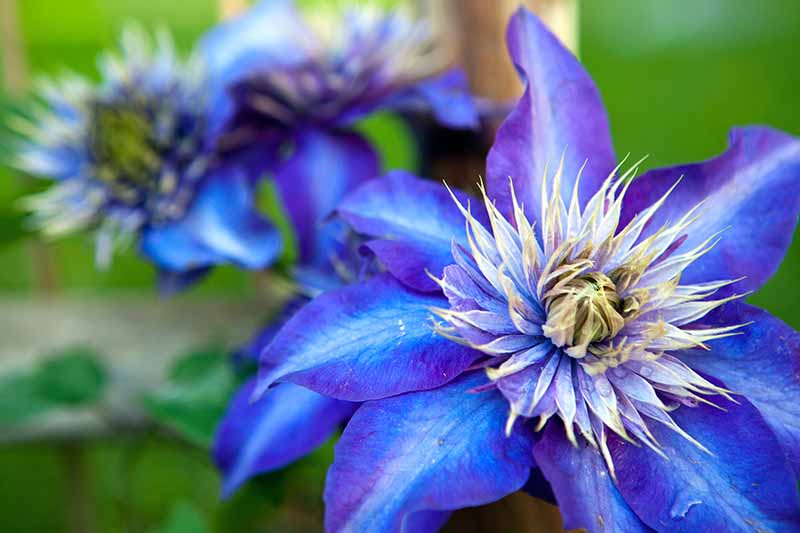 The 27 Best Cold Hardy Clematis Varieties Gardener S Path gardenerpath