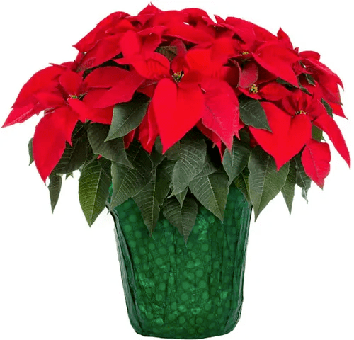 A close up of a potted red poinsettia wrapped with decorative green foil isolated on a white background.