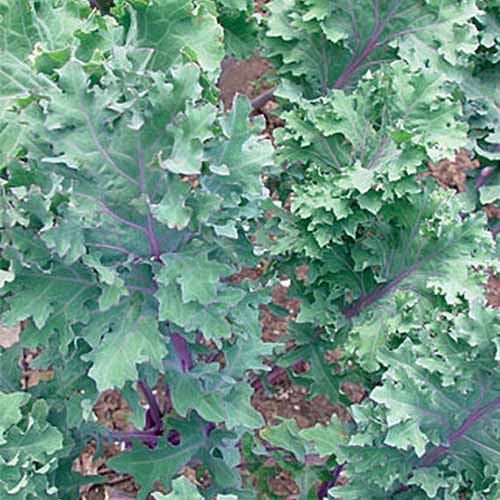 A close up of the &lsquo;Red Winter&rsquo; variety of kale plant, with purple stems contrasting with the green leaves. The background is soil in soft focus.